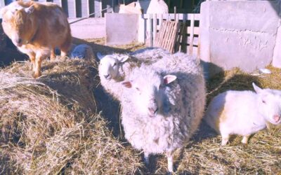 Treat Time in the Sheep Pen